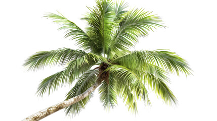 Fototapeta na wymiar Standing Tall: A Coconut Palm Tree