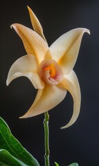 Softly lit, detailed image showcasing the graceful form and subtle colors of a cream-colored orchid