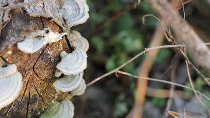 Fungi growing circularly on rotten tree stump