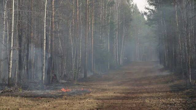 Natural forest fire. Burning forest floor of dry leaves, grass, pine cones and bushes with smoke and smog. Uncontrolled burning of vegetation and spontaneous spread of fire in the thicket of the fores