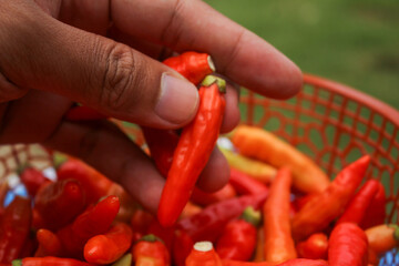 close up of man's hand holding cabai or bird's eye chili