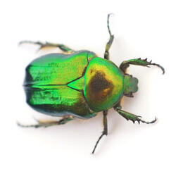 Green beetle isolated.