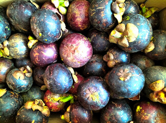 Mangosteen (Garcinia mangostana), also known as the purple mangosteen, Clusiaceae family. Group of...