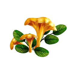 Chanterelle mushrooms with leaves on transparent background, hand drawn marker illustration in watercolor technique. For visual aids, stickers, magnets, postcards, greeting cards, clothing prints