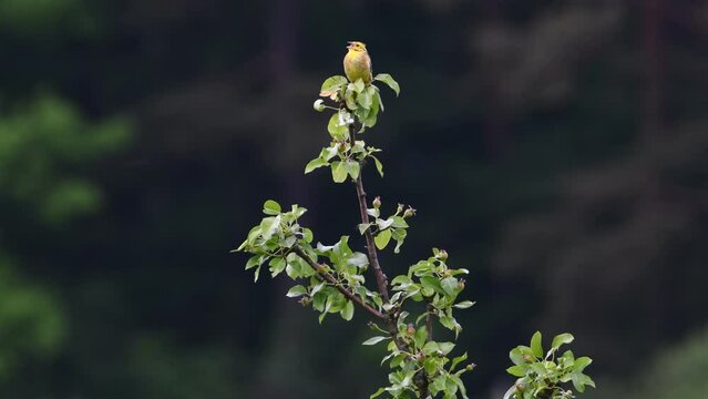 Emberiza citrinella aka yellowhammer. Lovely yellow bird is sitting on the top of the tree in sunny springtime day. Czech republic nature. Singing with open beak.