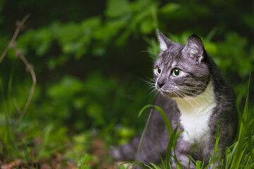 cat portrait pet candid walking in wild life environment space wallpaper poster with blur background space