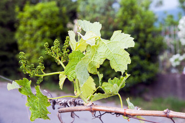 Close-up of a branch of grapevine (Vitis vinifera) with leaves and developing inflorescences.