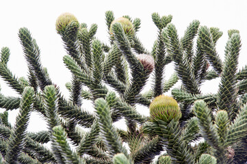 The massive stems and branches with some seed cones of the coniferous Araucaria tree.