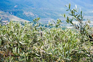 Branches and leaves of Olive trees with the valley in the background.