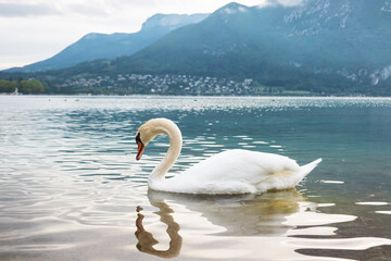 The swan in Lake Annecy arched its neck gracefully. The Alps mountains are visible in the...