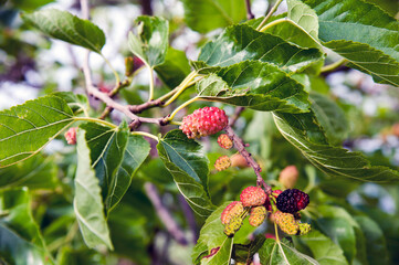 Morus tree with ripening and unripe mulberries in a field in the countryside.