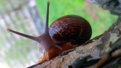 snail