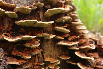 Wild mushrooms growing on tree stump in nature
