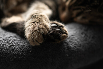 close - up of a sleeping cat, close - up, soft focus
