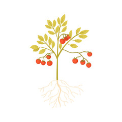 Tomato plant with vegetable harvest and leaf on stem, underground roots vector illustration