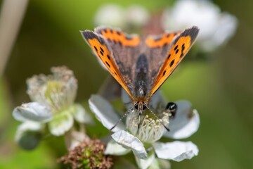 Macro shot of a small copper (lycanaena phlaeas) butterfly