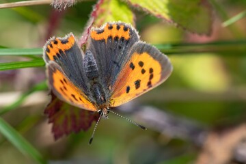 Macro shot of a small copper (lycanaena phlaeas) butterfly