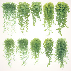 Exquisite Botanical Display of Dichondra microcalyx Plants for Stock Images