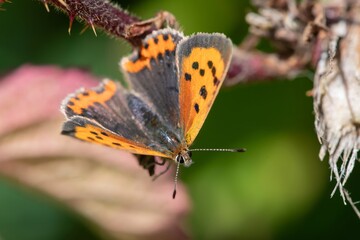 Macro shot of a small copper (lycanaena phlaeas) butterfly