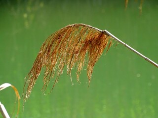 Common reed, Broom reed or Sagne (Phragmites australis) is a cosmopolitan species of perennial herbaceous plants in the Poaceae  © Giban