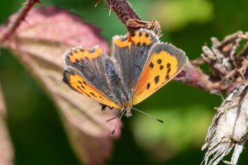 Macro shot of a small copper (lycanaena phlaeas) butterfly
