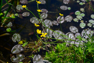 연잎이 떠있는 연못가에 피어있는 봄의 노란 꽃이 있는 풍경