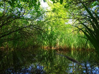Europe , France , Alsace , Haut Rhin , view of the water table at the Petite Camargue Alsacienne Nature Reserve in Saint-Louis