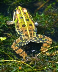 Species of green frog of the family Ranidae among the Amphibians
