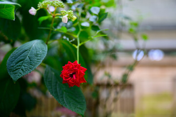 붉은색의 찔레 꽃의 클로즈업 사진