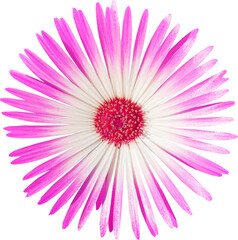 꽃-리빙스턴데이지