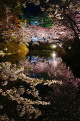 Illuminated Pink Sakura or Cherry Blossom Tunnel on Moat of Hirosaki Castle at Night in Aomori, Japan - 日本 青森 弘前城  桜のトンネル 夜景 ライトアップ