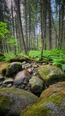 Green and moist forest