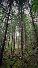 forest in the morning