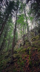 High trees in the forest