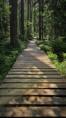 path in the forest