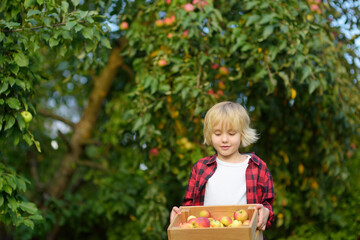 Little boy picking apples in orchard. Child holding wooden box with harvest. Harvesting in the...