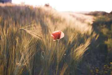 Beautiful field of red poppies in the sunset light.