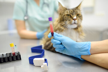 Two professional veterinarians take a blood test from a Maine Coon cat at a veterinary clinic. A laboratory technician holds a test tube with tomcat's blood in his hands. Work of the veterinary lab - Powered by Adobe