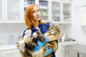 Professional veterinarian examining a Maine Coon cat at a veterinary clinic. Pet examination and...