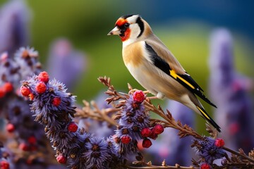 European Goldfinch perched on a lavender bush, red face vibrant against purple flowers