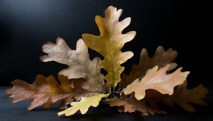 composition of oak leaves on a black background