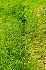 Partially cut grass lawn green land. High quality photo