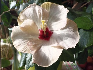Hibiskusblüte © Michael