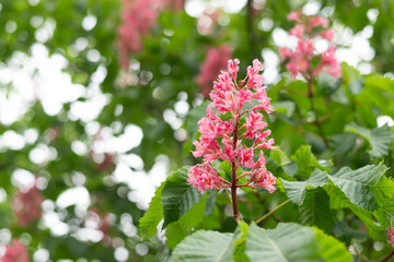 Branch of the red horse-chestnut with inflorescence, close-up on a blurred background of the rest tree
