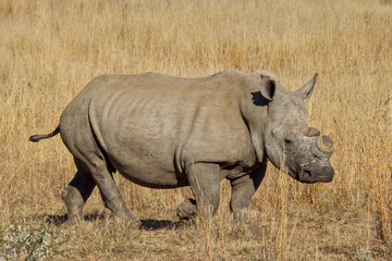 De-horned African white rhinoceros (Ceratotherium simum), side view, Pilanesberg National Park,...
