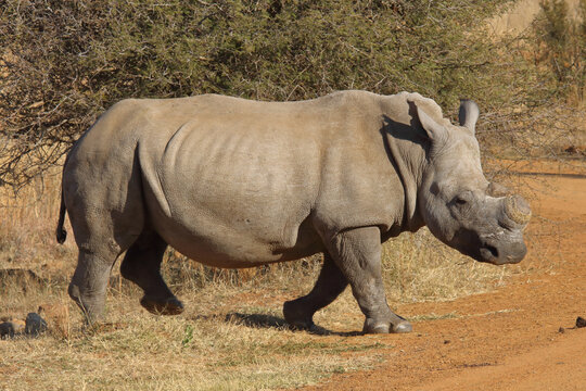 De-horned African white rhinoceros (Ceratotherium simum) walk across road, Pilanesberg National Park, South Africa. Prevent poaching for traditional Chinese medicine