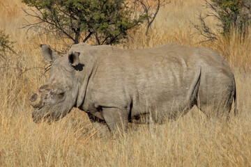 Side view, de-horned African white rhinoceros (Ceratotherium simum), Pilanesberg National Park,...