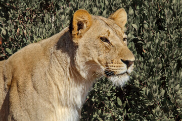 Side view, head and shoulders of lioness (Panthera leo) looking right, Pilanesberg National Park, Game Reserve, South Africa