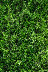 Background, texture of green bushes of juniper plants in the garden. Close-up nature photography.