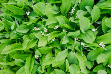Background, texture of green leaves, foliage, blooming wild flowers of lilies of the valley in the...